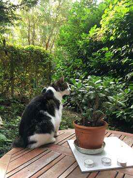 Profile photo of Tiger