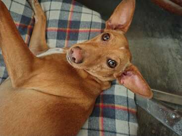 Profile photo of Arepa