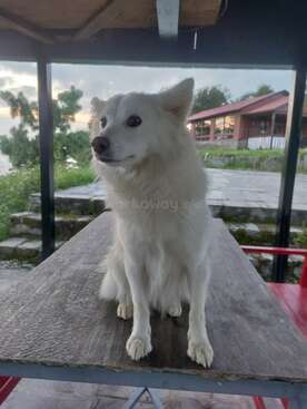 Profile photo of Snowy