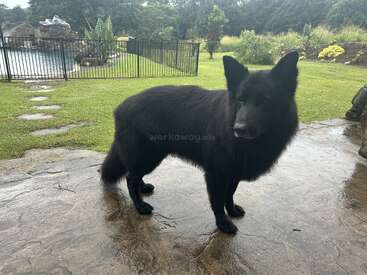 Profile photo of Kohl