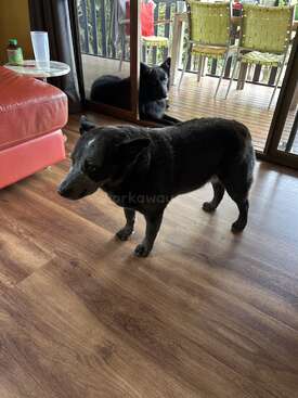 Profile photo of Jeddah