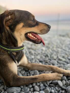 Profile photo of Argos