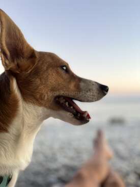 Profile photo of Talos