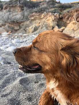 Profile photo of Rocko