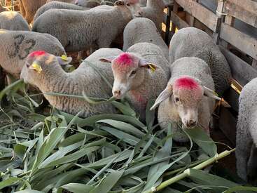 Profile photo of Sheep