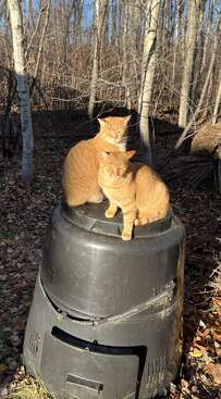 Profile photo of Aurora & Borealis