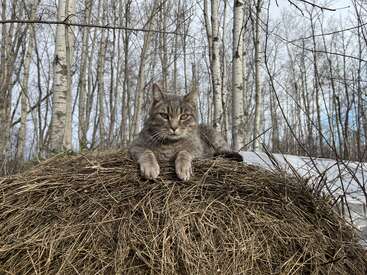 Profile photo of Rebel