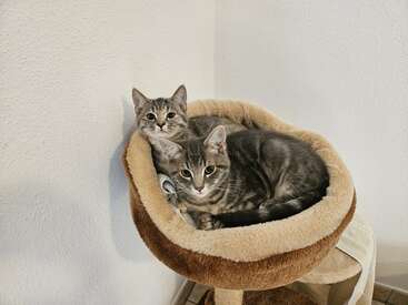 Profile photo of Various foster cats from time to time