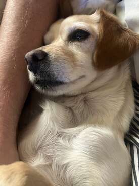 Profile photo of Pipoca