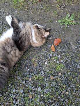 Profile photo of Chloe Cat, Mushcat-tigercat and Betty Cat