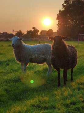 Profile photo of Sheep