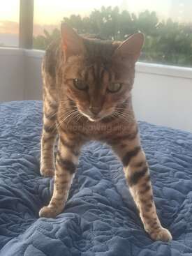 Profile photo of Elvis