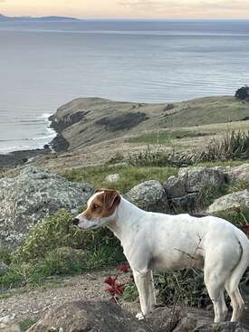 Profile photo of Spot
