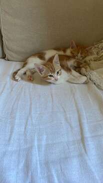Profile photo of Romeo e Gigi
