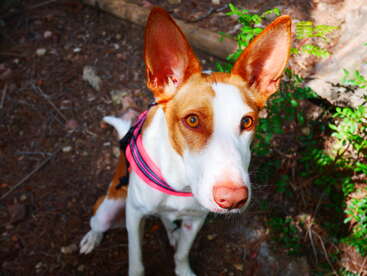 Profile photo of Joy