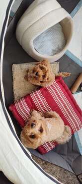 Profile photo of Arrow