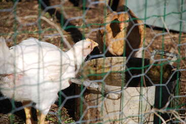 Profile photo of I got chickens!
