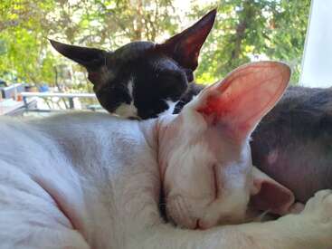 Profile photo of Two Devon Rex Cats