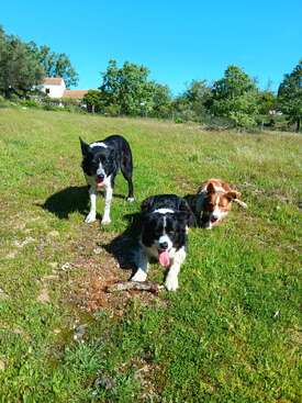 Profile photo of Border Collies