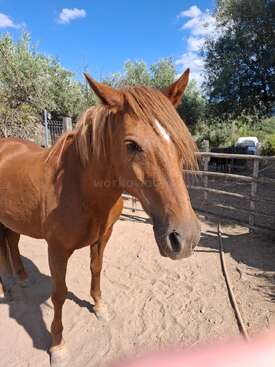 Profile photo of Avelã
