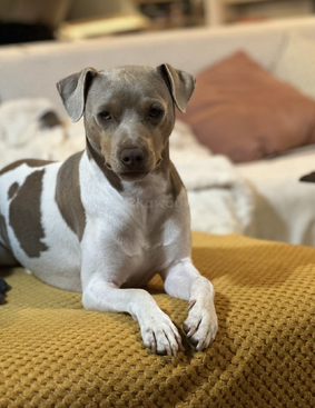 Profile photo of Ualu