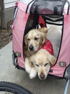 Profile photo of Milly and Poppy