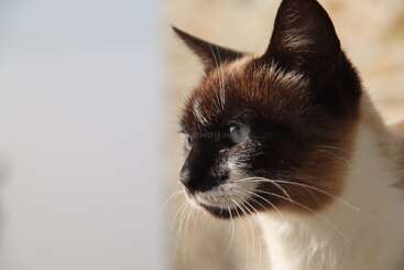 Profile photo of Pepino