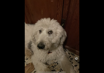 Profile photo of Pasha