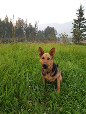 Profile photo of Bella