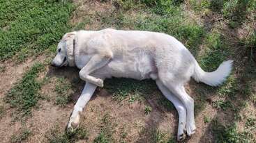 Profile photo of Tofu