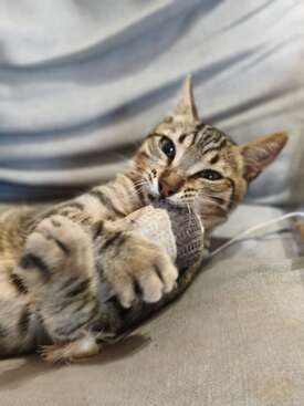 Profile photo of Fonoll