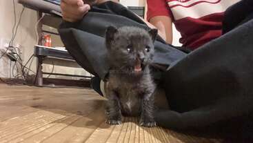 Profile photo of Chaya