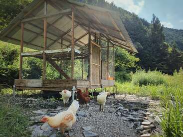 Profile photo of Chickens