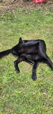 Profile photo of Kuri, messi and chorizo