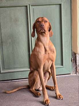 Profile photo of Bailey