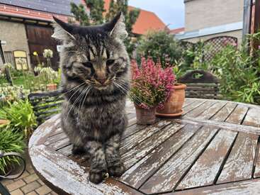 Profile photo of Milo