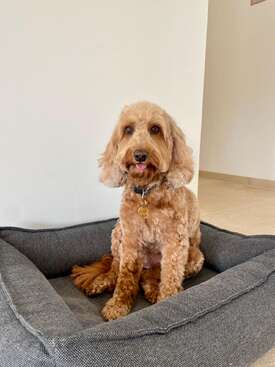 Profile photo of Lola