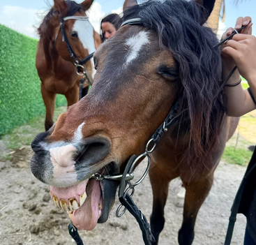 Profile photo of Rocky