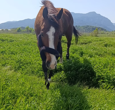 Profile photo of Romeo