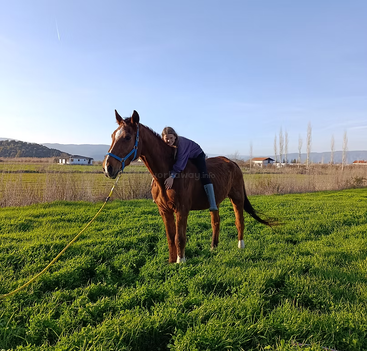 Profile photo of Sargent