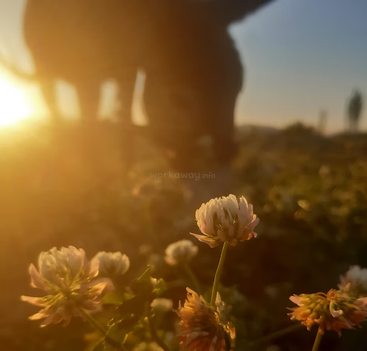 Profile photo of Pebbles