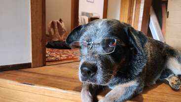 Profile photo of Ranger