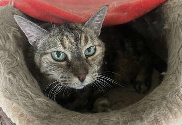 Profile photo of Pixy