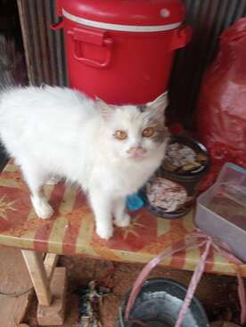 Profile photo of Kenji