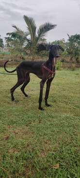 Profile photo of Bhaira