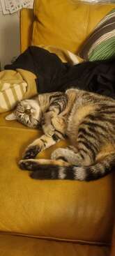 Profile photo of Karamel