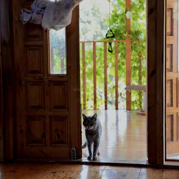 Profile photo of Tofig