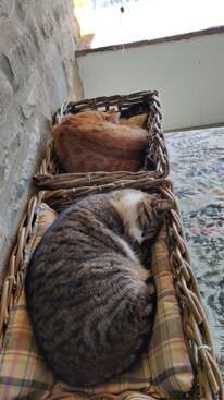 Profile photo of Simba and Orlando