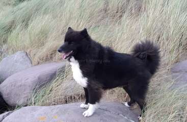 Profile photo of Murphy 