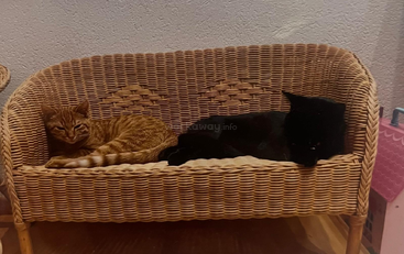 Profile photo of Rayo y Filou